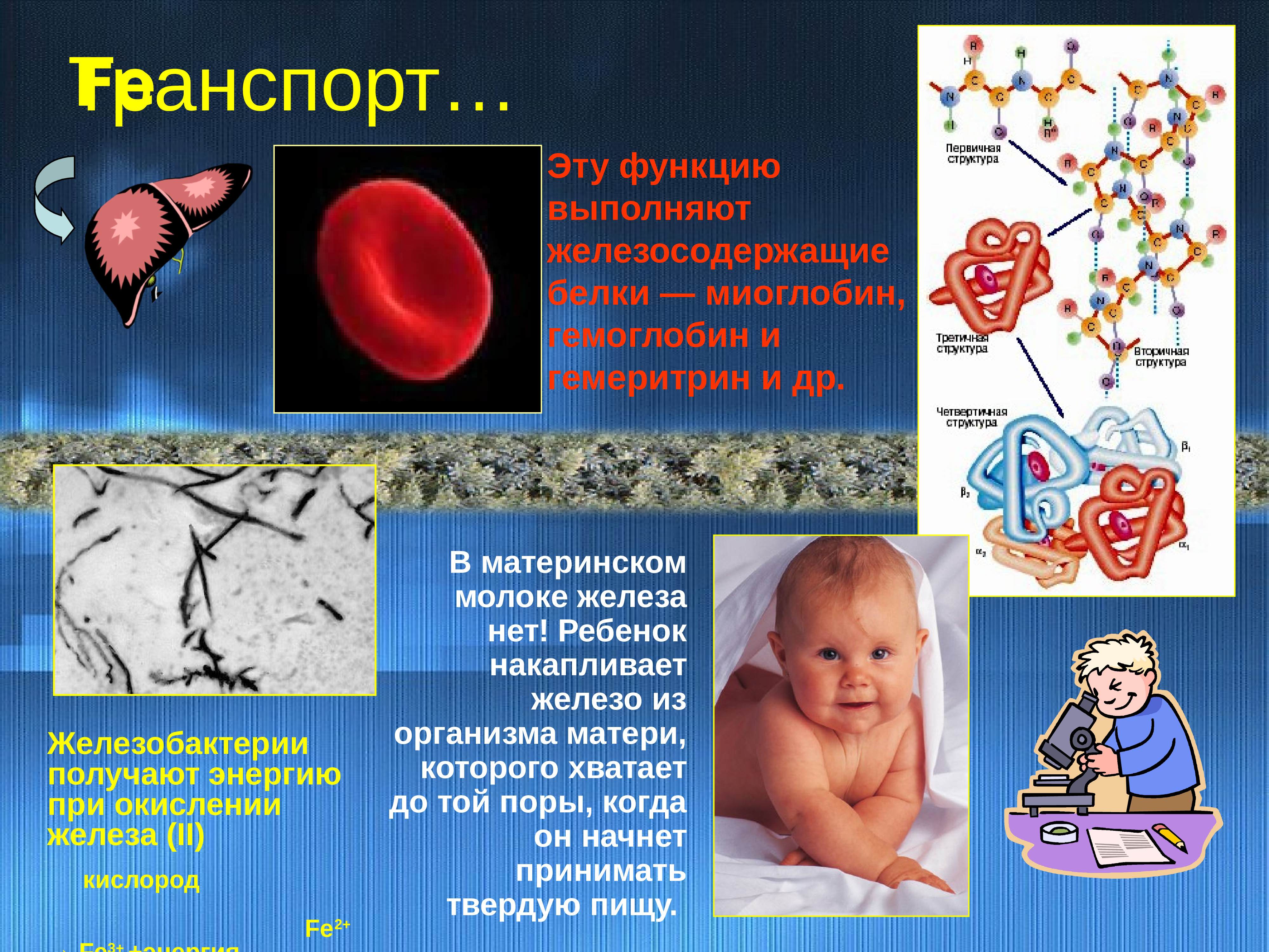 Железа нет. Железо в организме. Функции железа в организме ребенка. Обмен железа в организме. Железо в организме новорожденного.