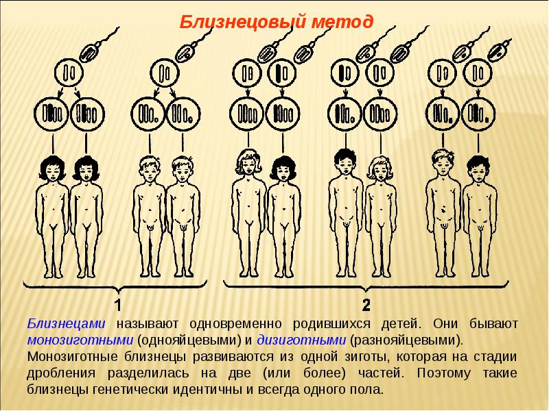 Близнецовый метод генетики презентация