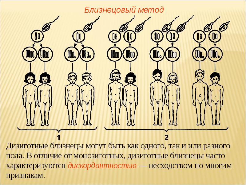 Близнецовый метод генетики презентация