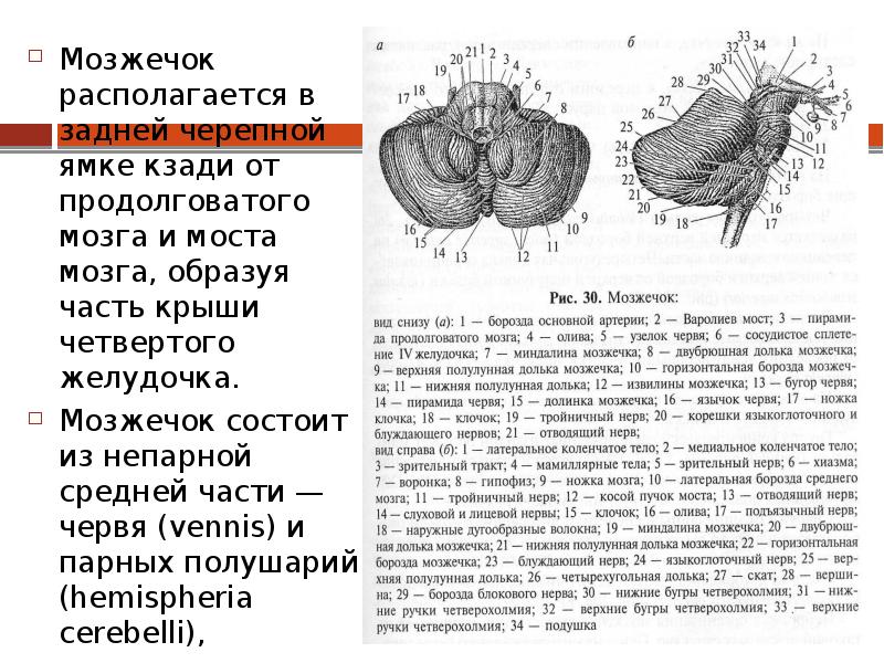 Строение мозжечка рисунок с подписями