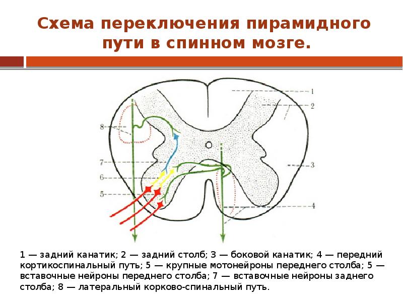 Пути в спинном мозге схема