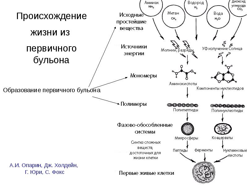 Жизнь зародилась в супе