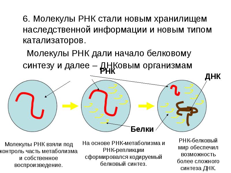 Молекула и рнк содержит информацию о. Молекула рнк. хранилище наследственной информации. наследственная информация в молекуле рнк. рнк молекула наследственная.