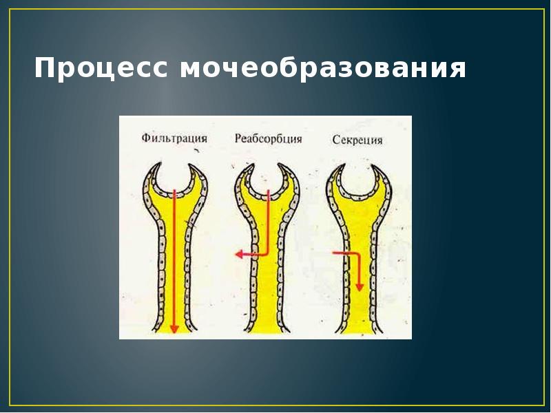 Механизм мочеобразования схема