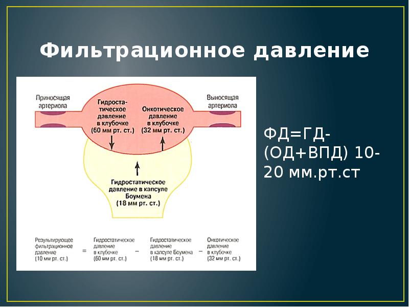 Выделение физиология презентация