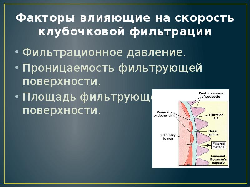 Факторы влияющие на фильтрацию. Факторы влияющие на скорость клубочковой фильтрации. Факторы влияющие на процесс клубочковой фильтрации. Факторы влияющие на фильтрационное давление. Факторы влияющие на клубочковую фильтрацию.