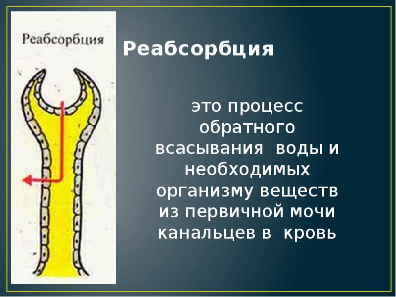 Выделение физиология презентация