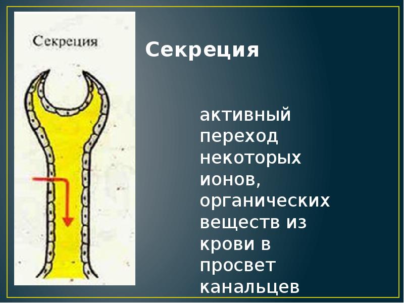 Выделение физиология презентация