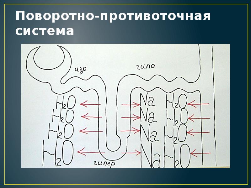 Схема противоточно множительной системы