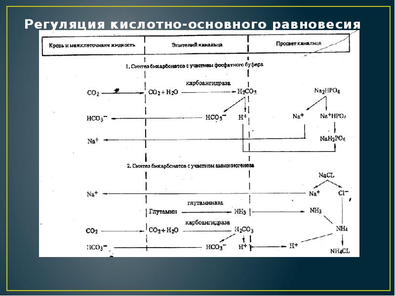 Физиология выделения презентация