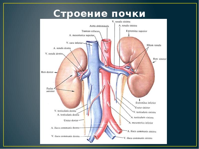 Почка картинка анатомия