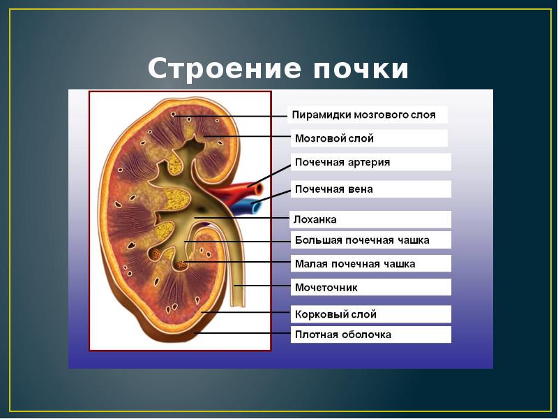 Строение почки анатомия рисунок