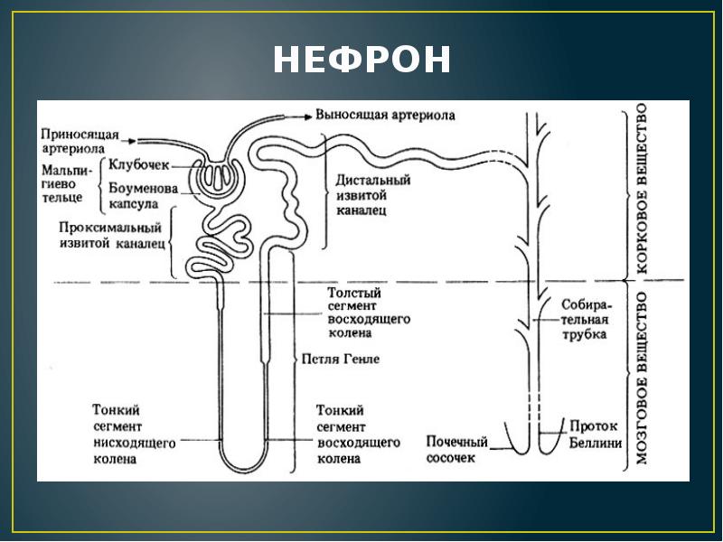 Рисунок нефрона легкий