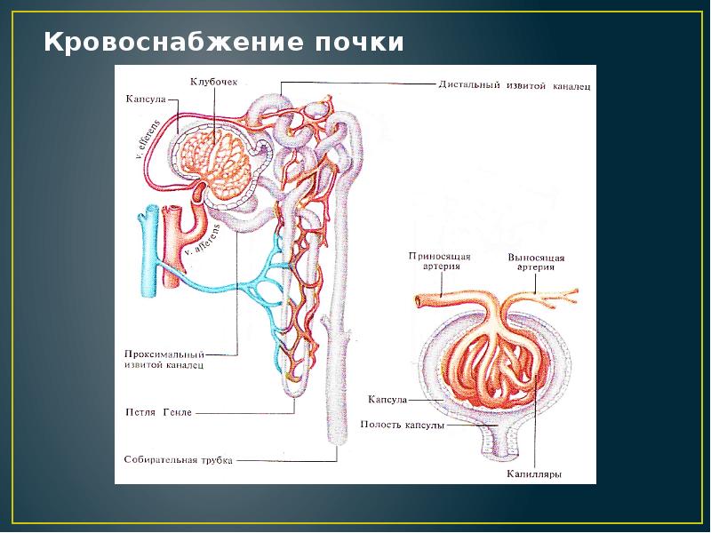 Почечная артерия на рисунке