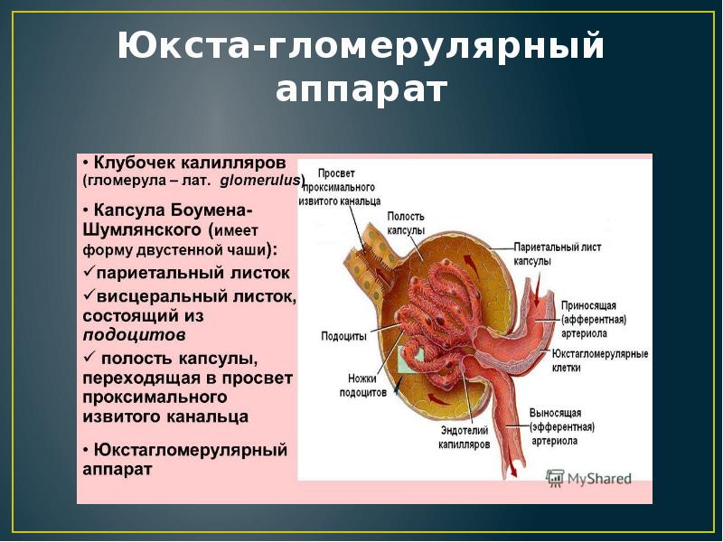 Физиология мочеобразования презентация