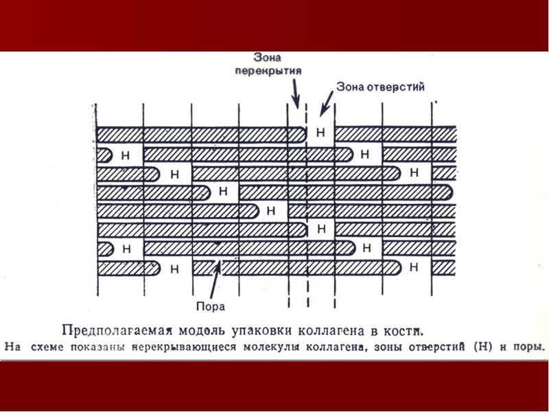 Биохимия костной ткани презентация