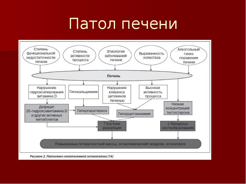 Биохимия костной ткани презентация