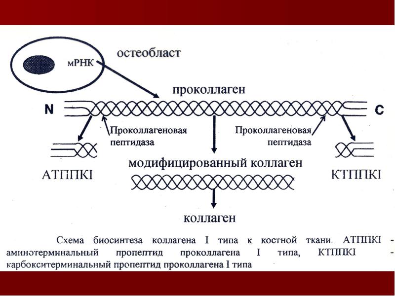 Биохимия костной ткани презентация