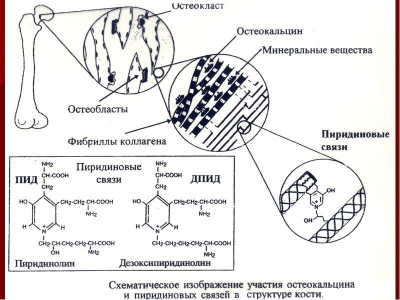 Биохимия костной ткани презентация