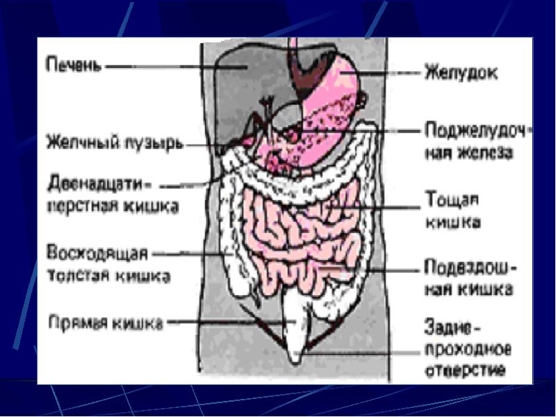 Кишки: небольшое количество кишечного содержимого в просвете (эндоскопия) Студ