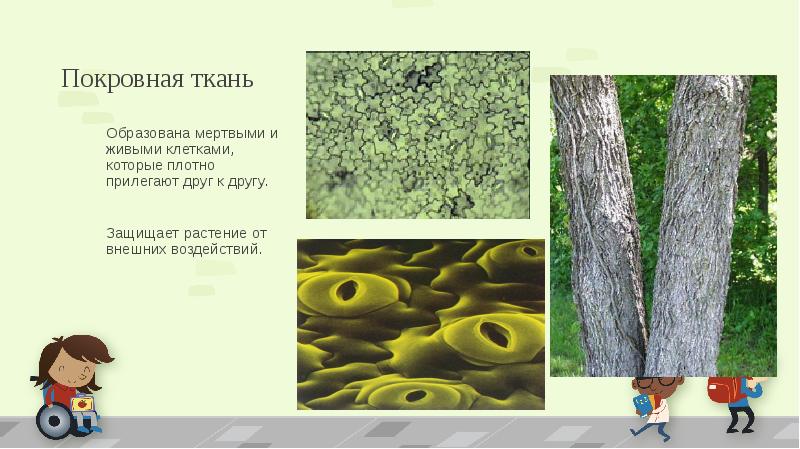 Появление покровной ткани. Что образует покровная ткань. Покровная ткань образована клетками. Назовите живую покровную ткань. Покровные ткани образованы мертвыми клетками?.