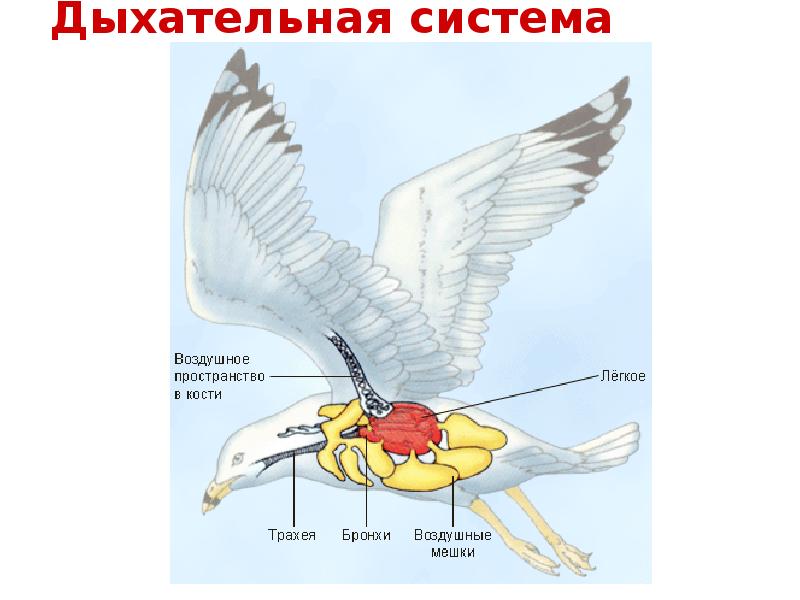 Дыхательная система