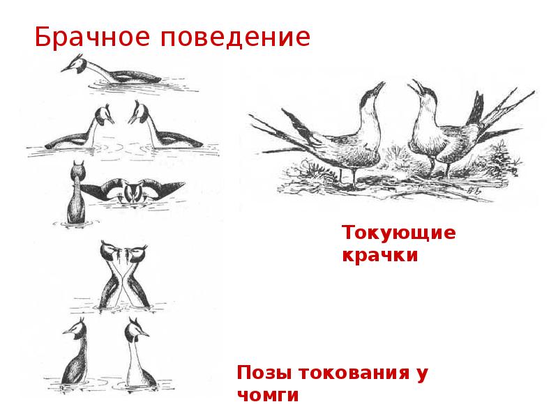 Брачное поведение