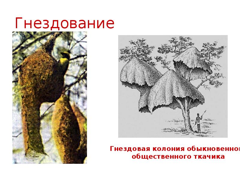 Гнездование