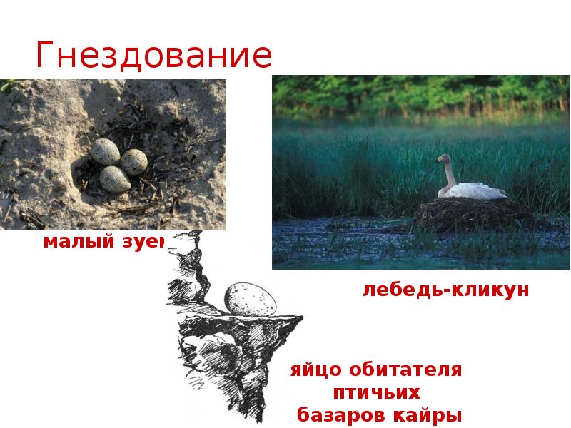 Гнездование