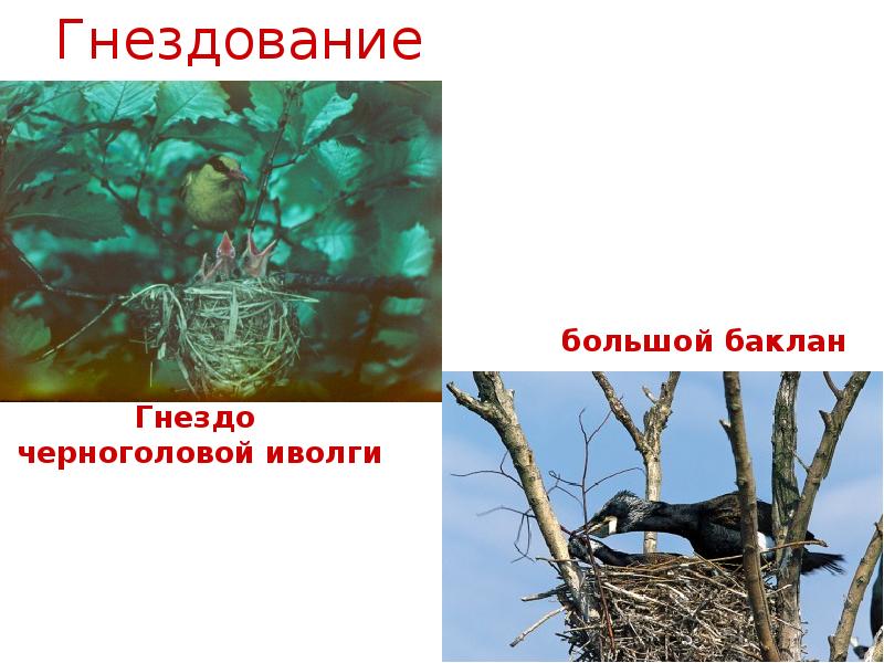 Гнездование