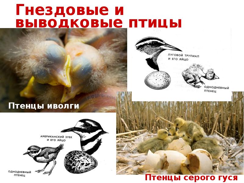 Гнездовые и выводковые птицы