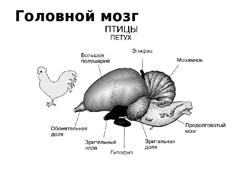 Головной мозг