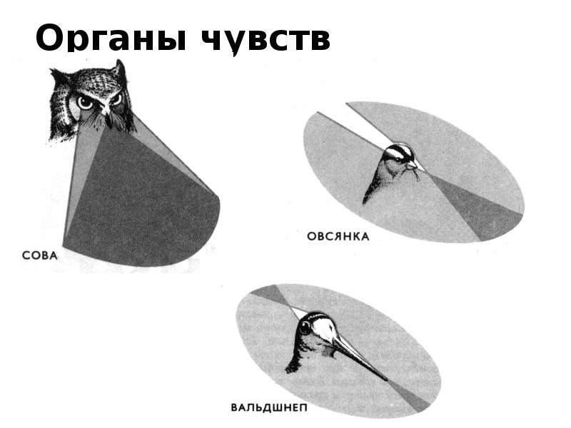 Органы чувств