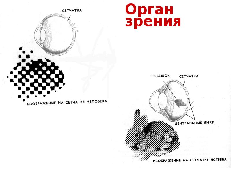 Орган зрения