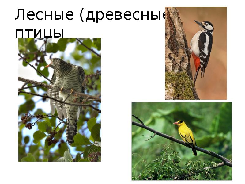 Лесные (древесные) птицы