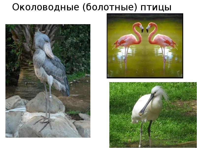 Околоводные (болотные) птицы