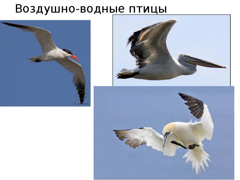 Воздушно-водные птицы