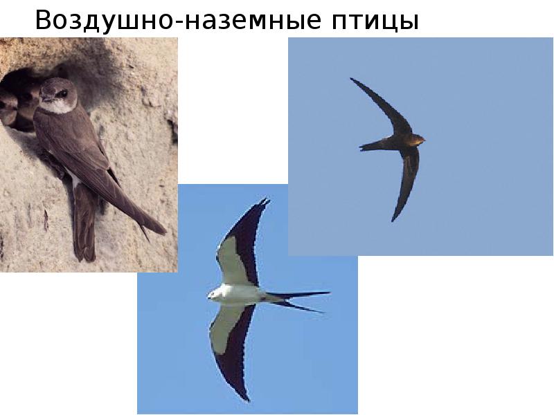 Воздушно-наземные птицы