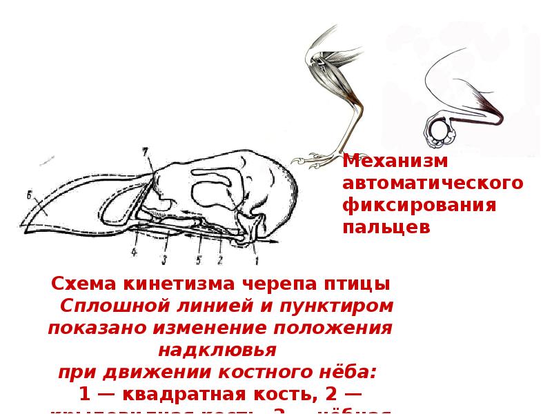 Механизм автоматического фиксирования пальцев