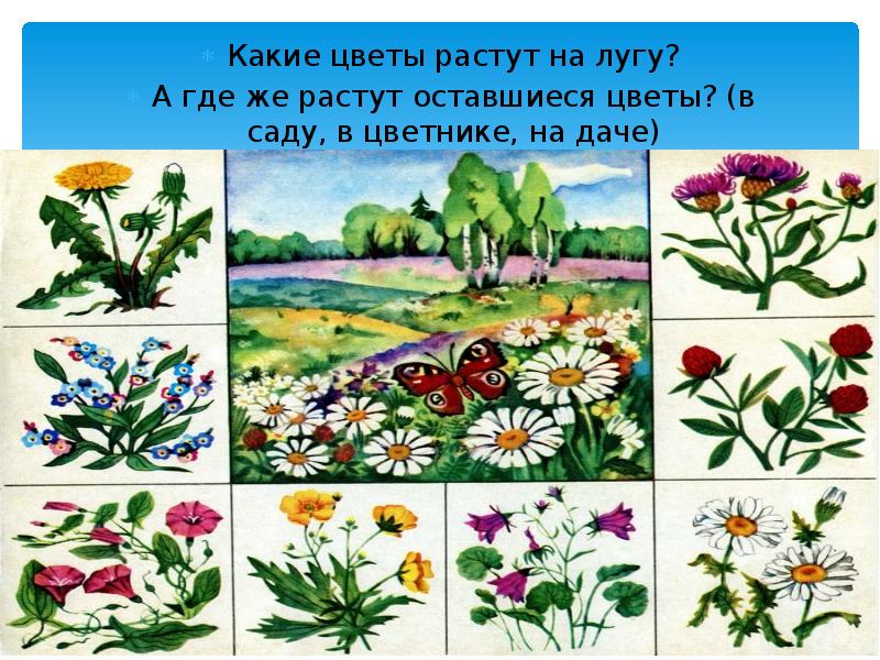 Рисунки растения луга