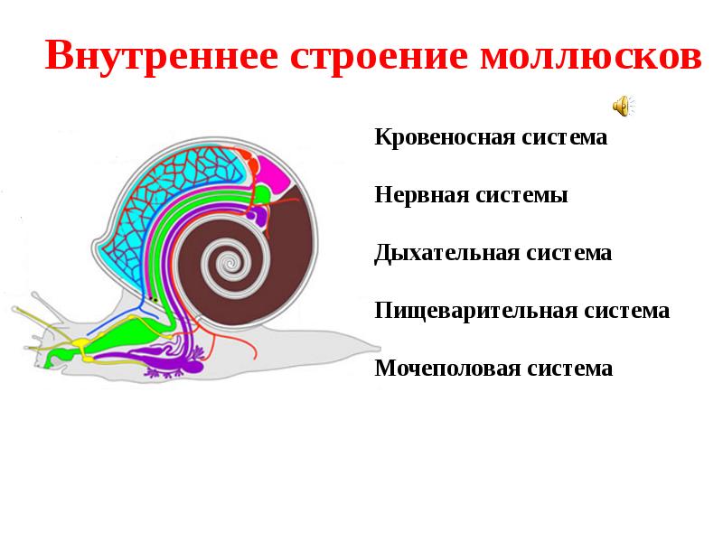 Дыхательная система моллюсков. Брюхоногие внутреннее строение рисунок. Внутреннее строение брюхоногого моллюска реальный препарат. Какая слои клеток у брюхоногих моллюсков.