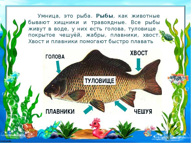 Где рыба