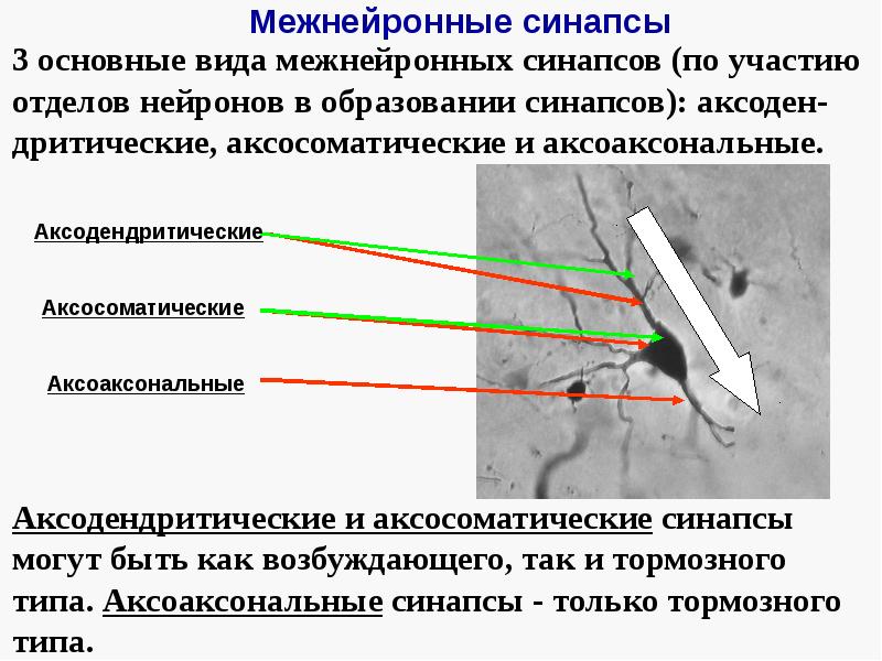 Классификация межнейронных синапсов