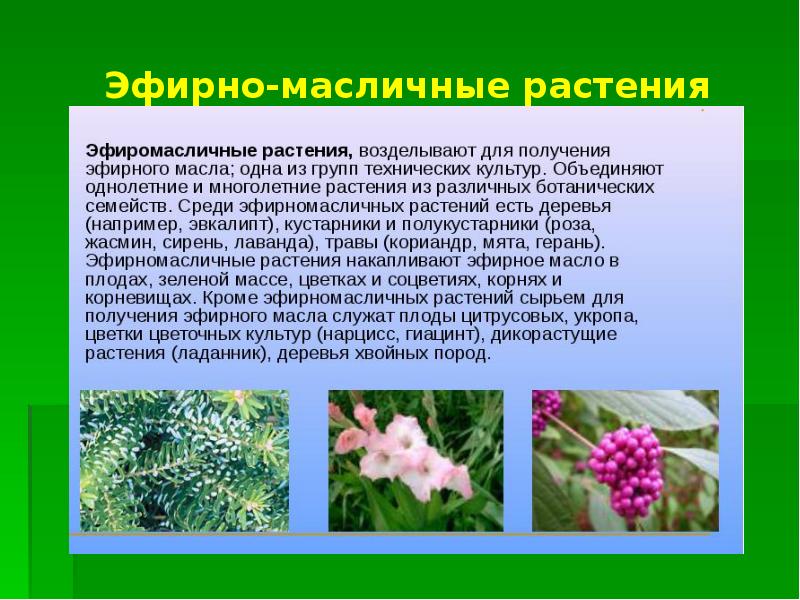 Проект дикорастущие растения