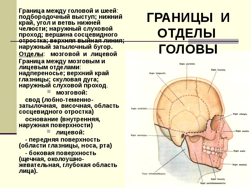 черепно мозговая топография схема кренлейна брюсовой - Google Drive