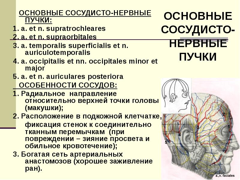 Клиническая анатомия головы презентация