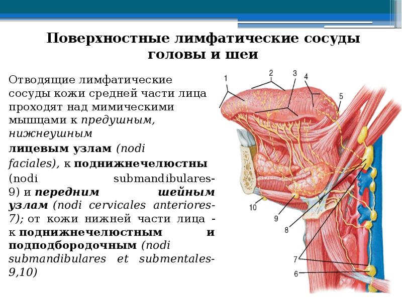 Лимфатические сосуды полостей. Поверхностные лимфатические сосуды. Лимфатические сосуды лица. Лимфатические сосуды головы. Отводящие лимфатические сосуды.