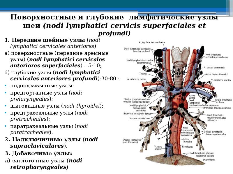 Паратрахеальные лимфатические узлы