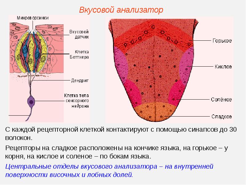 Вкусовые и обонятельные анализаторы презентация 8 класс