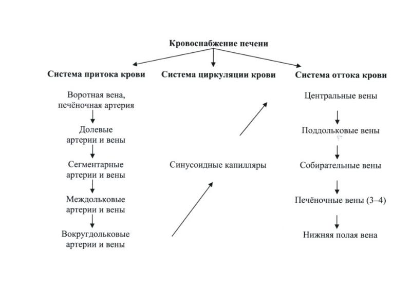 Кровоток печени схема